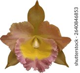 vector image of a Cattleya orchid flower on a isolated