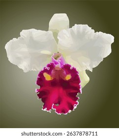 vector image of Cattleya orchid flower on isolated background