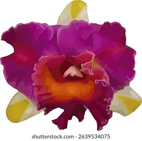vector image of a Cattleya orchid flower on a isolated