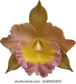 vector image of a Cattleya orchid flower on a isolated