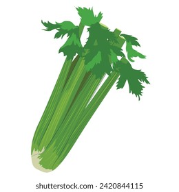 Vector image of celery, culinary ingredients for healthy eating
