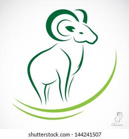 Vector image of an chamois on white background