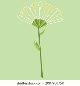 Vector image of a chamomile flower, calendula. Black outline. Hand-drawn. Botany. Design of posters, postcards, invitations for holidays, decor, stickers, logo, cosmetics, medicine.