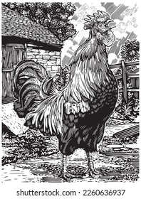 vector image of a chicken in a farm setting, for coloring media, drawing, learning sketches. for children and adults
