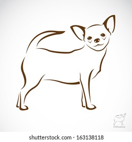 Vector image of an chihuahua dog on white background