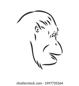 Vector image of a chimpanzee on white background