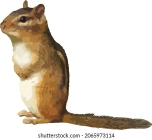 Vector Image of a Chipmunk Standing Up Isolated