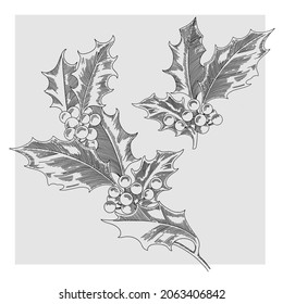 
Vector image of a Christmas holly. Line on a gray background.