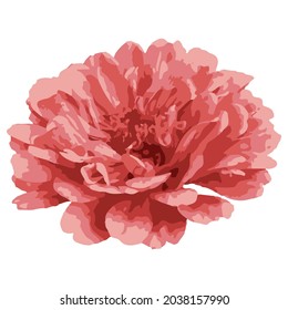 Vector image of a chrysanthemum flower. Pink flower on a white background. Design for packaging, invitations, weddings, stickers, posters, fabrics, prints, wallpapers, tattoos.
