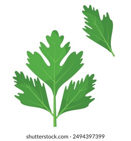 Vector image of cilantro. Food concept. Element for your design. Ingredient for cooking.