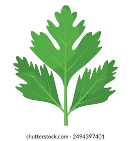 Vector image of cilantro. Food concept. Element for your design. Ingredient for cooking.