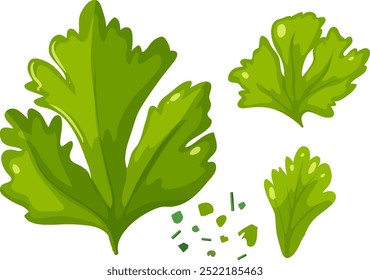 Vector image of cilantro leaves and pieces