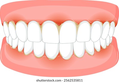 Vector image of clean teeth and gums