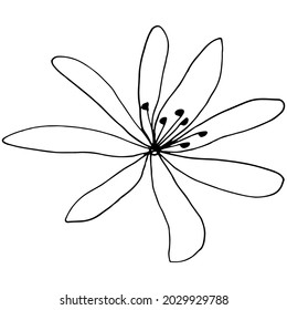 Imagen vectorial de una flor Clematis. Borde negro. Obtenido a mano. Diseño de afiches, postales, invitaciones, diseño de bodas, vacaciones, decoración.