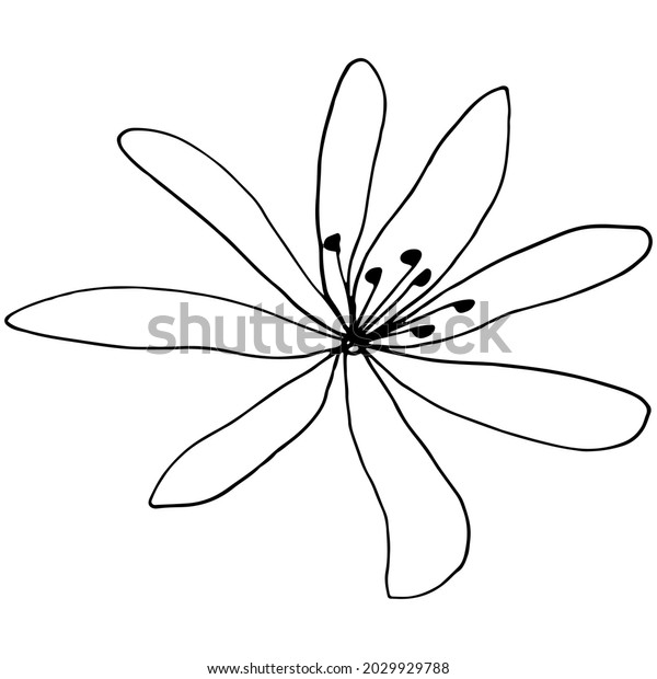 Vector Image Clematis Flower Black Outline Stock Vector (Royalty Free ...