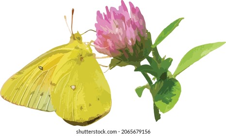 Vector Image of a Clouded Sulphur Butterfly on a Red Clover Flower 