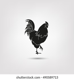 Vector image of an cock on white background