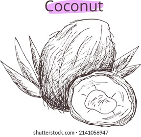 Vector image of coconut palm fruit. Vintage drawing on transparent background. Eps print for t shirt, 
product design, package, pharmacy, cosmetics oil, label