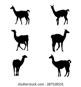 Imagen vectorial de una colección de siluetas de guanaco