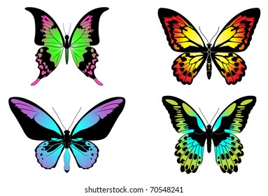 vector image of color butterflies