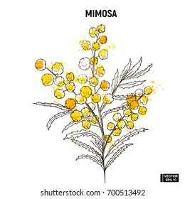 Vector image. Color hand draw sketch flowers. Yellow mimosa doodle.