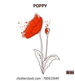 Vector image. Color hand draw sketch flowers. Red poppy doodle.