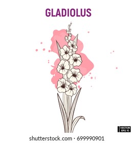 Gladiolus Stock Vectors, Images & Vector Art | Shutterstock