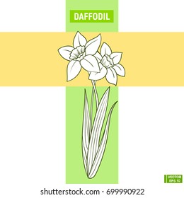Vector image. Color hand drawn sketch flowers. White daffodil on a beige and green background