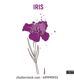 Vector image. Color hand drawn sketch flowers. Lilac iris doodle.
