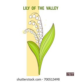 Vector image. Color hand drawn sketch flowers. White lily of the valley doodle.