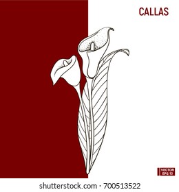 Vector image. Color hand drawn sketch flowers white callas on a bordo background.