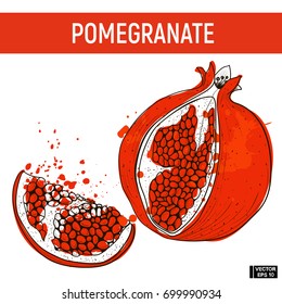 Vector image. Color pomegranate sketch. Red garnet and its slice on a background spots