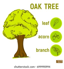 Vector image. Color sketch of a green tree. Set icon - leaf of oak, branch and acorns
