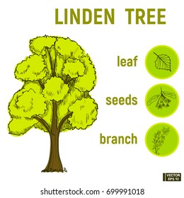 Vector image. Color sketch of a green tree, imitation of ink. Set icon - leaf of linden, branches and seeds.