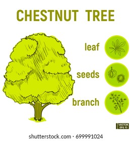 Vector image. A color sketch of a green tree. Doodle chestnut picture, set icon - leaf of tree, branch and seeds.