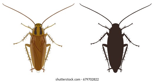  Vector image of a colored cockroach and its black silhouette on a white background.