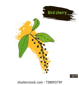 Vector image. Colored drawing of berry. Bird cherry hand drawing sketch, imitation of ink.