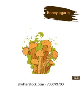 Vector image. Colored drawing of mushrooms. Honey agaric sketch, imitation of ink colored splashes and blots.