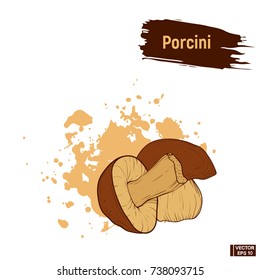 Vector image. Colored drawing of mushrooms. Porcini hand drawing sketch, imitation of ink.