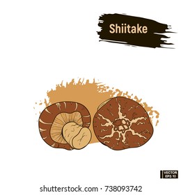 Vector image. Colored drawing of mushrooms. Shiitake hand drawing sketch, imitation of ink.