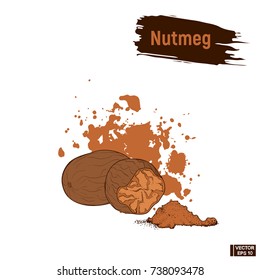 Vector image. Colored image of nutmeg. Imitation of ink hazelnuts sketch.