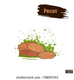 Vector image. Colored image of pecan. Sketch nut hand drawing, imitation ink.