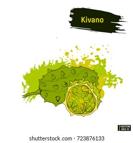 Vector image. Colored sketch of exotic fruit. Green kiwano melon hand drawing, imitation of ink.
