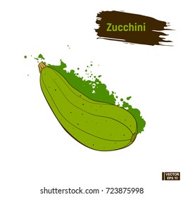 Vector image. Colored sketch of green Zucchini. Useful ripe vegetables. Vegetarian cuisine.