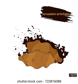 Vector image. Colored sketch of a ripe vegetable, sketch brown Jerusalem artichoke.