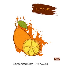 Vector image. Colored sketch of ripe exotic fruit. Orange kumquat hand drawing, imitation of ink.