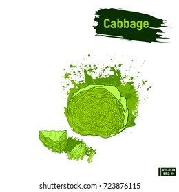 Vector image. Colored sketch of vegetable. Hand drawing of a green cabbage.