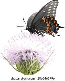 Vector Image of a Colorful Black Swallowtail Butterfly on a Field Thistle Flower 