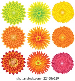 Vector image of colorful Chrysanthemum flower series. Beautiful and cute Charming view of nature 