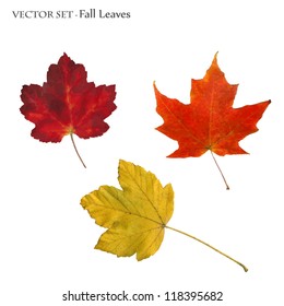 Vector image of colorful fall leaves isolated on a white background.